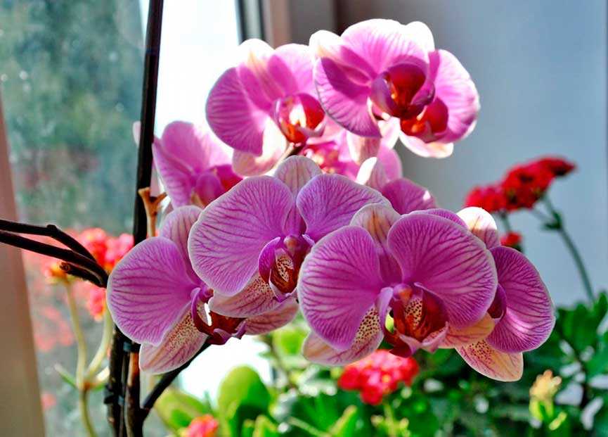 Орхидея ванда: уход, пересадка, размножение в домашних условиях. болезни и вредители.