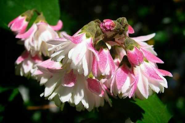 Когда цветет гортензия метельчатая, крупнолистная и древовидная
