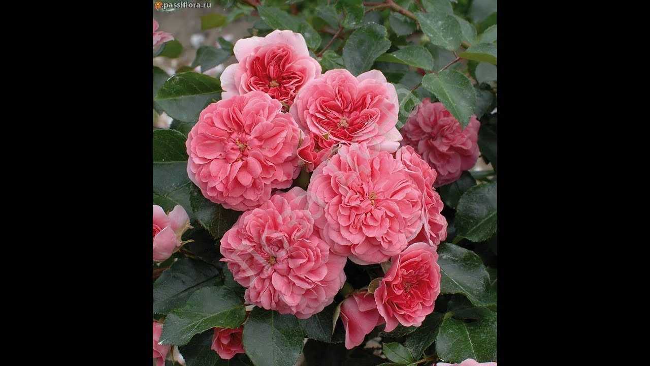 Самые красивые и неприхотливые плетистые розы: обзор с фото
