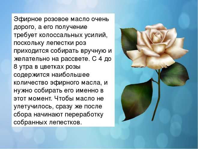 Роза фейри: сказочная красота без хлопот