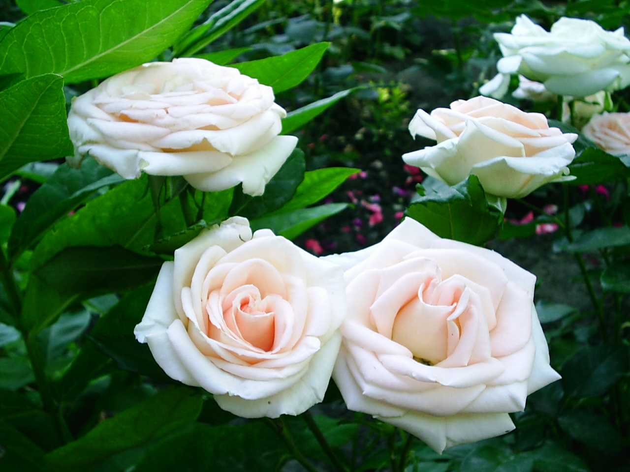 Описание повторноцветущего сорта розы гольдэльзе: особенности флорибунды, уход