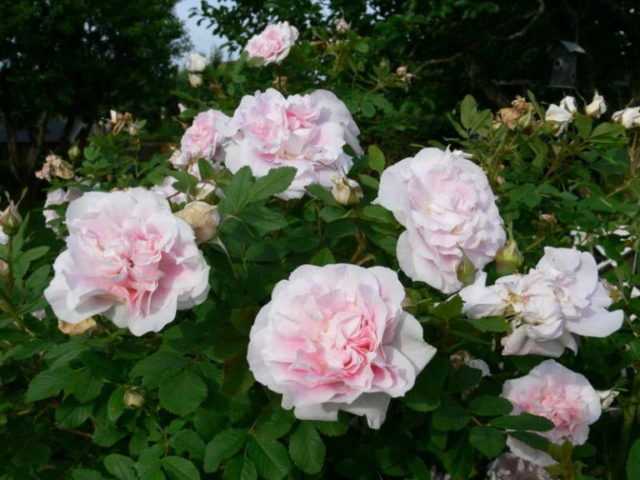 Роза августа луиза (augusta luise): фото и описание, правила формирования куста, видео, отзывы