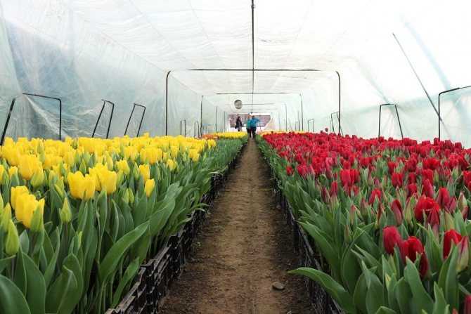 Как выращивать тюльпаны: посадка, выгонка и уход в теплице