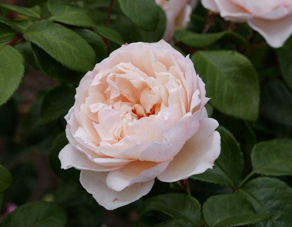 Роза голден селебрейшен: фото, описание и основные характеристики, отзывы