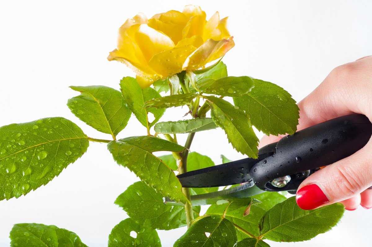 Обрезка кустовых роз после цветения: основные правила | мир садоводства