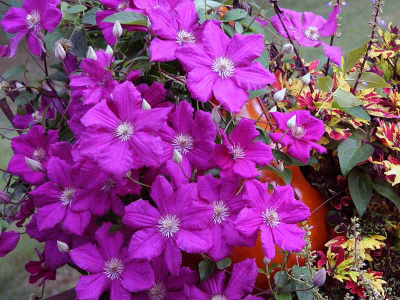 Клематисы мелкоцветковые: сорта, посадка, уход и размножение