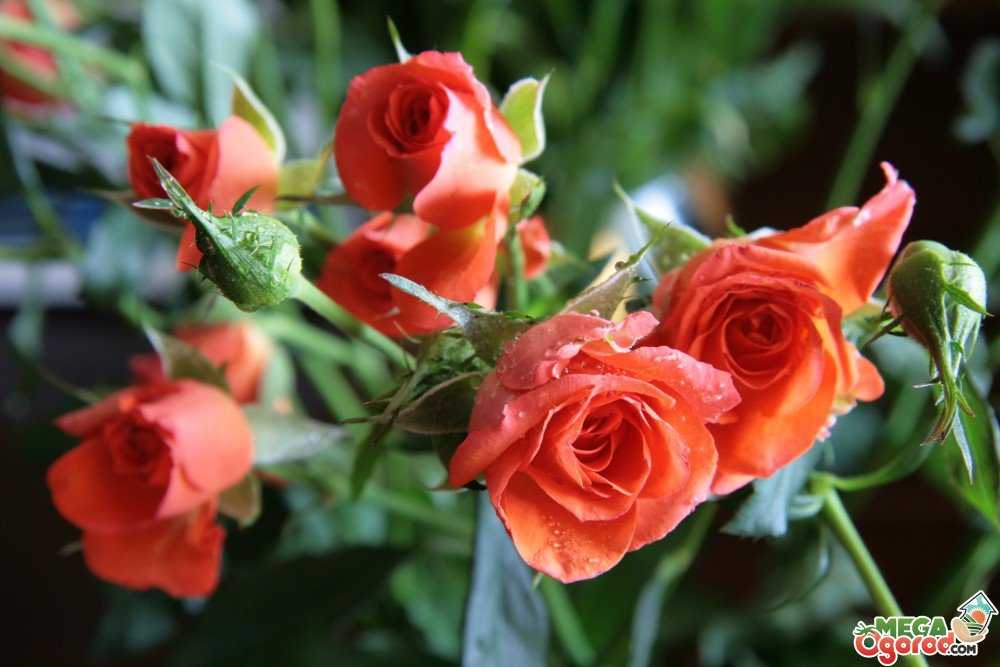Сорта миниатюрных роз для сада и выращивания в домашних условиях, уход за миниатюрными розами