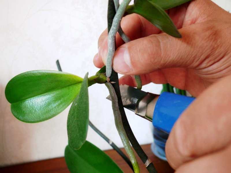 Как размножить орхидею в домашних условиях: цветоносом детками черенками семенами