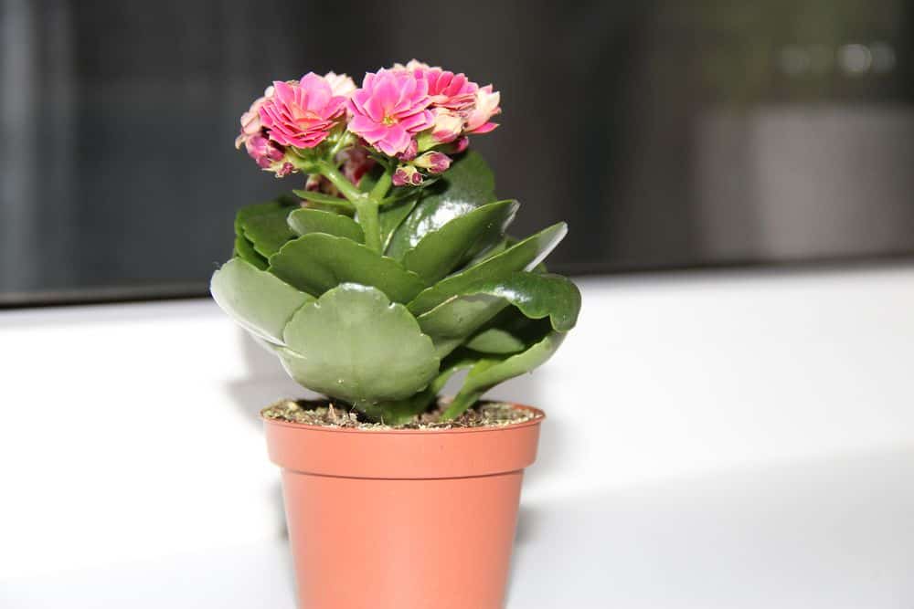 Каланхоэ (52 фото): уход за декоративным цветком в домашних условиях. как выглядит комнатное растение во время цветения?