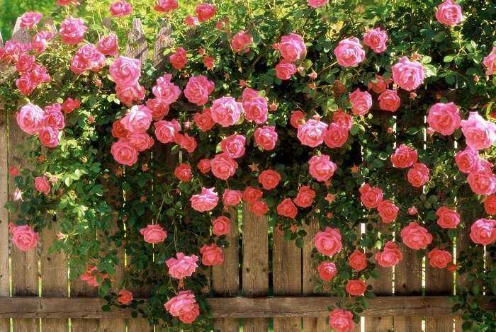 Розы в саду как правильно и когда лучше пересаживать весной, осенью или летом