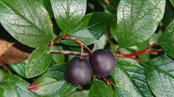 Кизильник черноплодный – растение для пользы души и тела