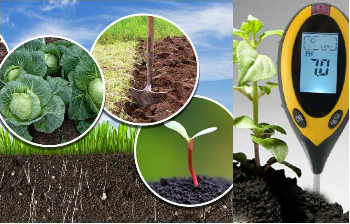 Как подкислить почву для гортензии — способы и пропорции