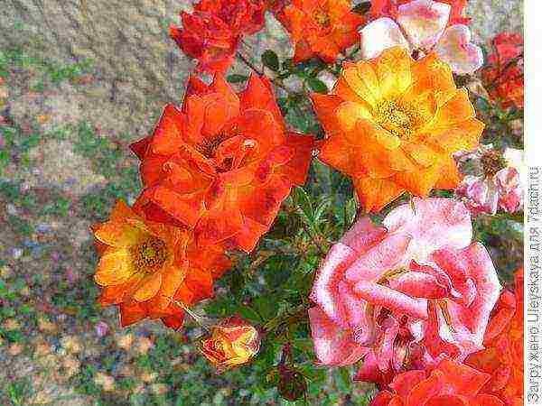 Миниатюрные розы — самые популярные сорта с фото