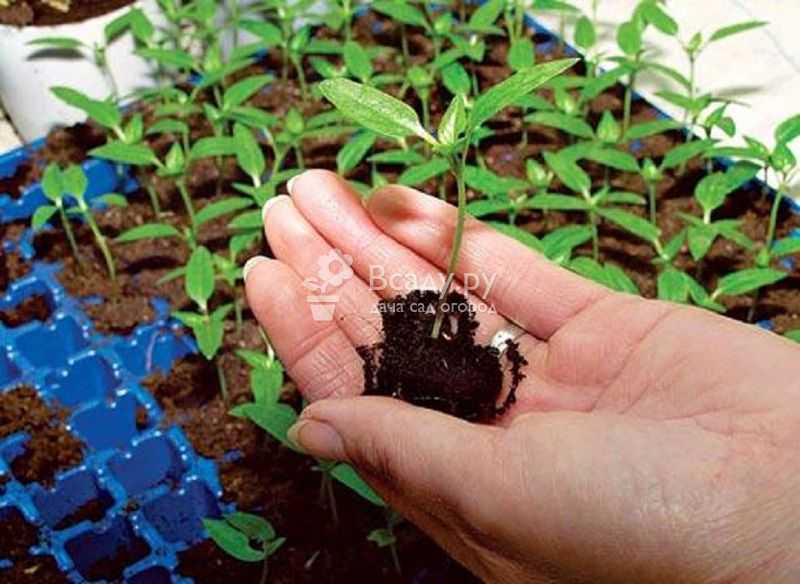 Правила и схема выращивания астр из семян