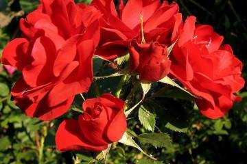 Роза талея (talea) — особенности и характеристики цветка