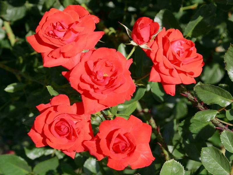Многолетние кустовые розы для сада: фото и название