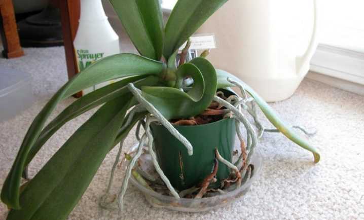 Интересный вопрос: когда подкармливать орхидеи в домашних условиях?