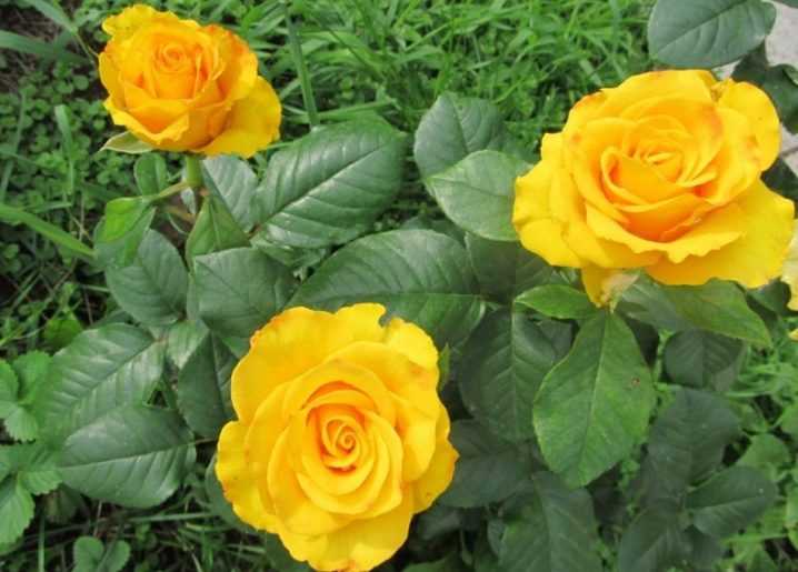 Чайно-гибридные розы, выращивание в саду - посадка и уход