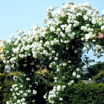 Канадские розы: лучшие морозостойкие сорта, описание, выращивание и уход |