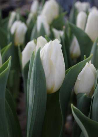 Тюльпаны «стронг»: разновидности и особенности выращивания