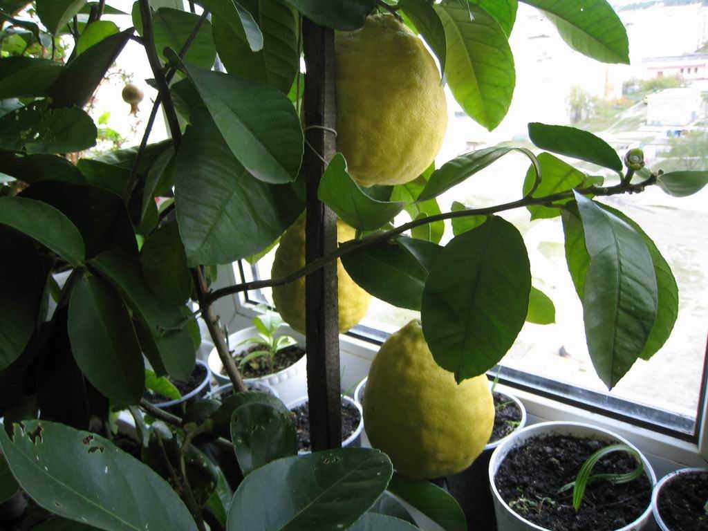 Неприхотливый в уходе сорт лимона юбилейный для начинающих цветоводов