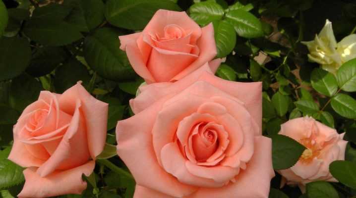 Цветы розы садовые: названия и сорта на фото, посадка, цветение и уход