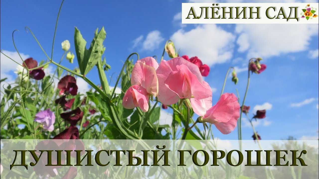 ᐉ душистый горошек: посадка и уход в открытом грунте, фото, выращивание семенами - roza-zanoza.ru