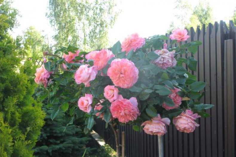Роза августа луиза — описание и особенности посадки сорта