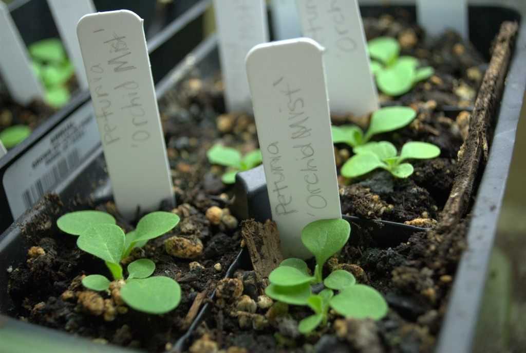 Рассада петунии в домашних условиях: как вырастить рассаду из семян, когда сеять