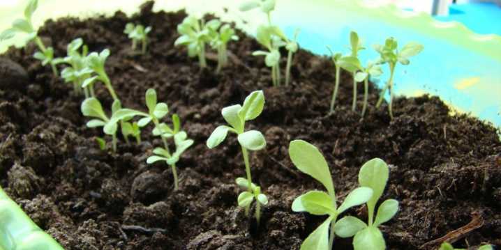 Выращивание рассады: почва, семена, подкормка, посадка - правила по растениям