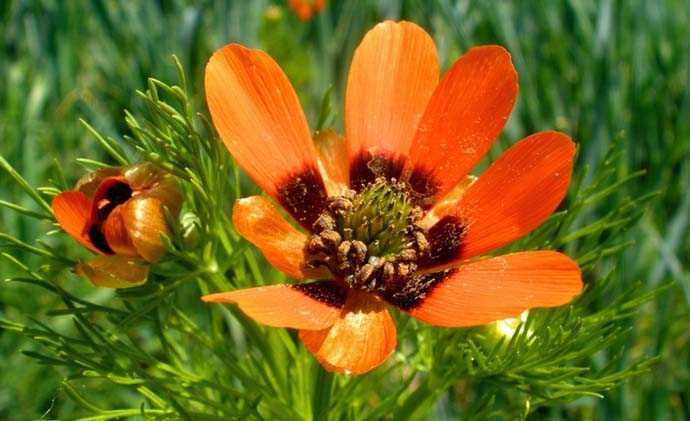 Гвоздика турецкая — бородатый цветок зевса: выращивание, посадка и уход
