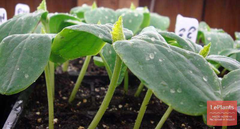 Как вырастить гортензию из семян в домашних условиях?