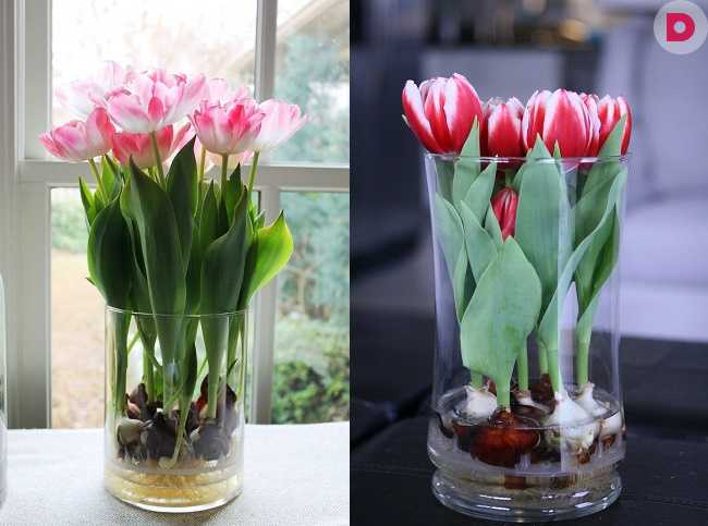 Тюльпаны в горшке: как вырастить из луковиц в домашних условиях, как посадить