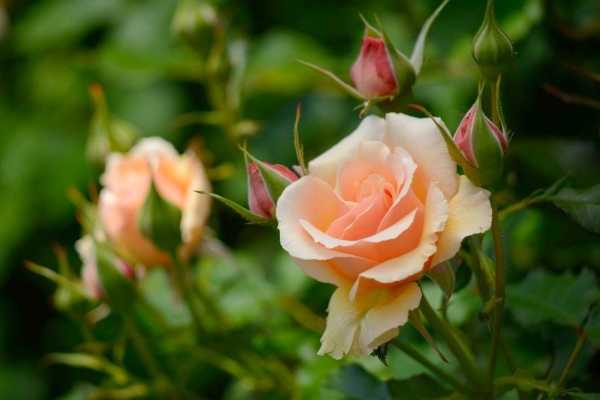 Правильный уход за розами осенью, подготовка роз к зиме – здоровые кусты и буйное цветение