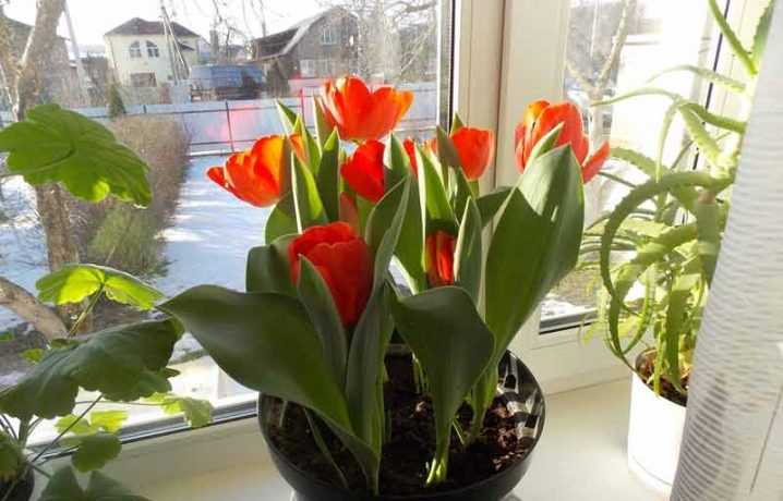 Как вырастить тюльпаны дома зимой. как правильно выращивать тюльпаны в горшке в домашних условиях