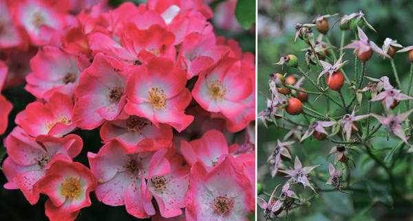 О розе жасмина (jasmina): описание и характеристики сорта плетистой розы ясмина