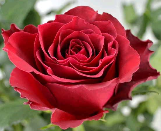 Роза флорибунда – обильноцветущая королева сада: посадка и уход