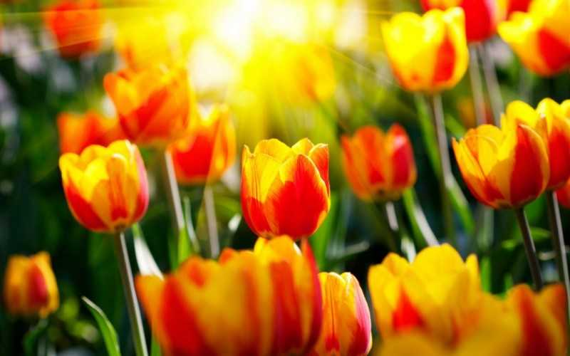 Тюльпаны в горшке в домашних условиях: как посадить и вырастить тюльпаны дома, советы по выращиванию от опытных цветоводов