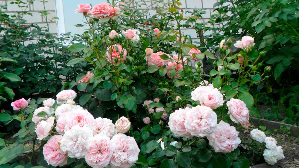 Белые розы (57 фото): особенности красивых цветов, описание лучших больших кустов роз. характеристики роз «белый медведь» и других сортов
