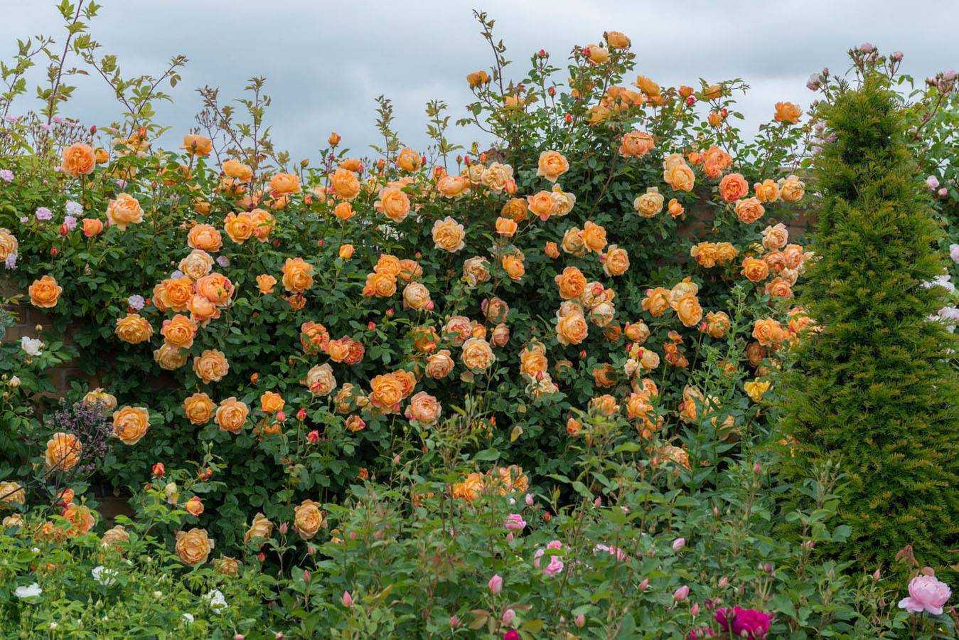 Описание английской кустовой розы сорта леди оф шалот: выращивание в парках