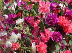 Цветок кларкия: фото, описание, выращивание из семян, уход - sadovnikam.ru