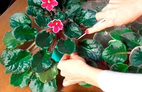 Размножение фиалки из листа пошагово: как размножить и посадить цветок в домашних условиях
