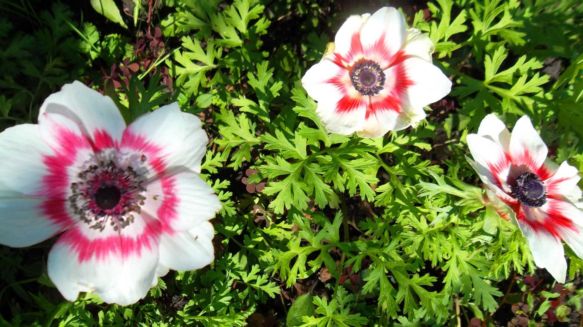 Цветок анемона: виды и сорта, посадка и уход