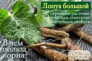 Кавказский рододендрон лечебные свойства. лечебные свойства рододендрона кавказского