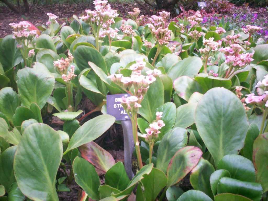 Цветок бадан: посадка и уход в открытом грунте