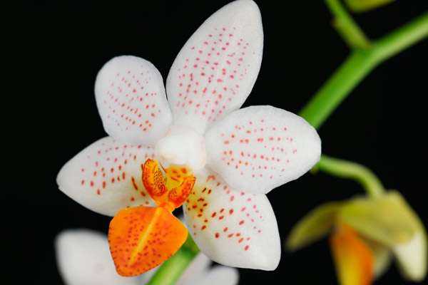 Фаленопсис – трепетная орхидея-мотылек