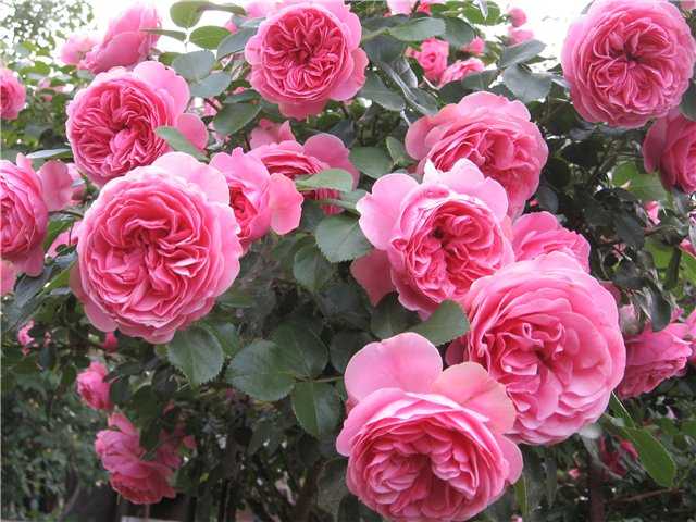 Роза флорибунда леонардо да винчи (leonardo da vinci): описание сорта, фото, отзывы
