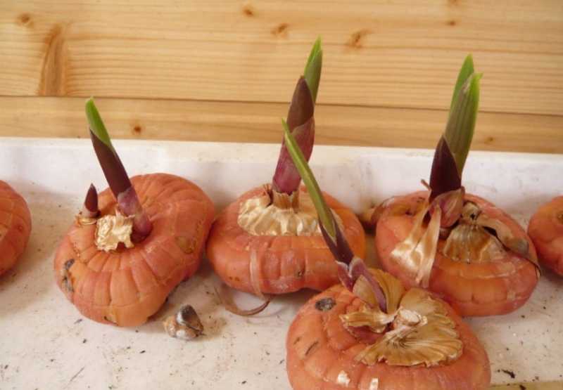 Выращивание гладиолусов в вазонах и кашпо на улице, можно ли посадить в горшок дома