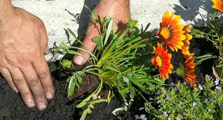 Гацания - фото цветка, выращивание из семян, посадка и уход, как сохранить зимой