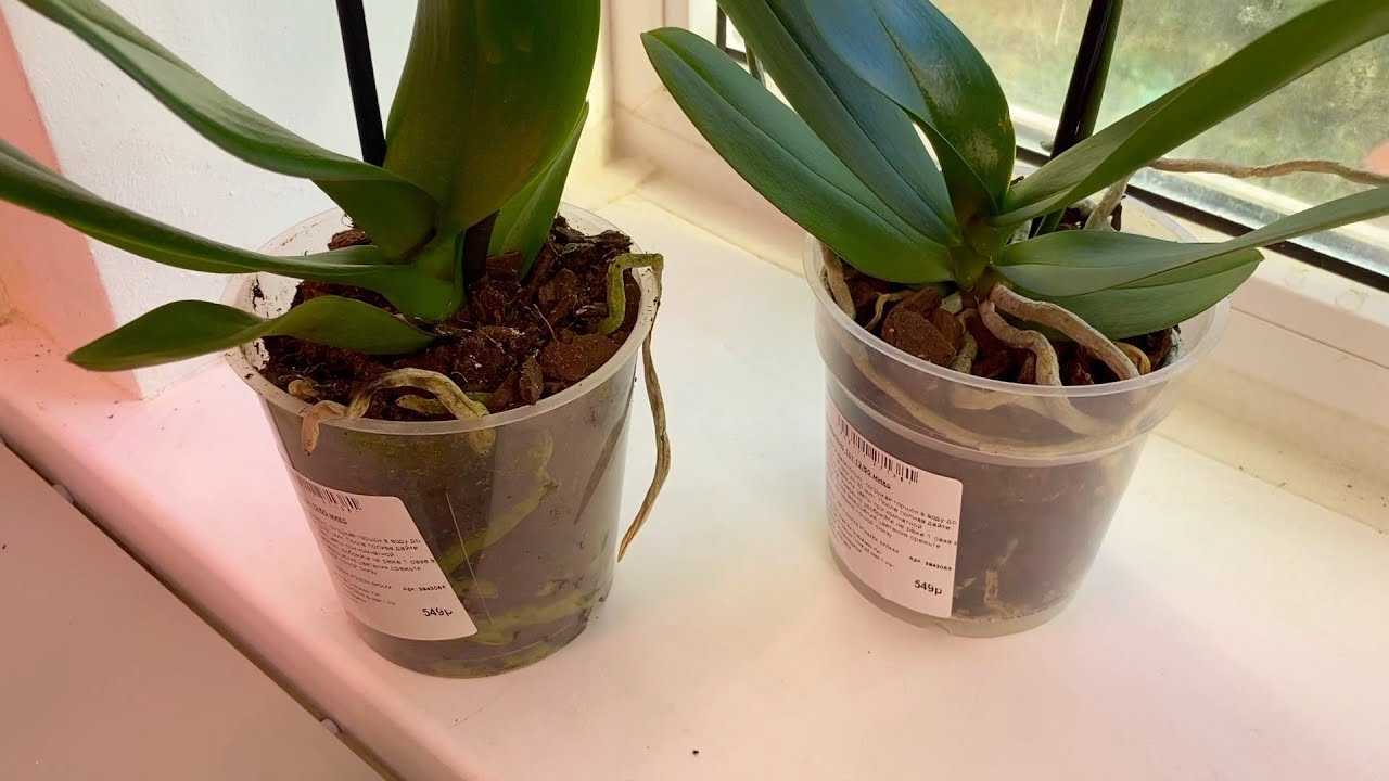 Орхидея каттлея — уход в домашних условиях и особенности